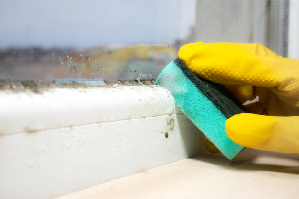 Professional Mold Remediation in Whitehouse, OH